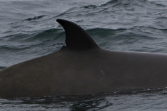 Whale ID: 0336,  Date taken: 22-06-2015,  Photographer: Unknown/project camera