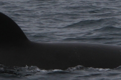 Whale ID: 0338,  Date taken: 22-06-2015,  Photographer: Unknown/project camera
