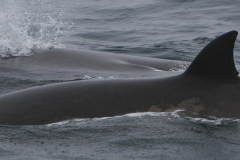 Whale ID: 0116,  Date taken: 22-06-2015,  Photographer: Unknown/project camera
