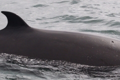 Whale ID: 0352,  Date taken: 05-06-2016,  Photographer: Lars Kleivane & Rune R. Hansen