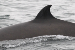 Whale ID: 0136,  Date taken: 06-06-2016,  Photographer: Lars Kleivane