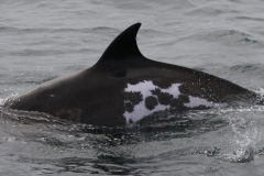 Whale ID: 0133,  Date taken: 06-06-2016,  Photographer: Eilidh Siegal