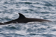 Whale ID: 0351,  Date taken: 06-06-2016,  Photographer: Eilidh Siegal