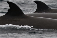 Whale ID: 0353,  Date taken: 09-06-2016,  Photographer: Eilidh Siegal