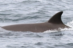 Whale ID: 0148,  Date taken: 09-06-2016,  Photographer: Eilidh Siegal