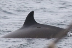 Whale ID: 0155,  Date taken: 10-06-2016,  Photographer: Eilidh Siegal