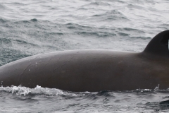 Whale ID: 0164,  Date taken: 15-06-2016,  Photographer: Naomi Boon