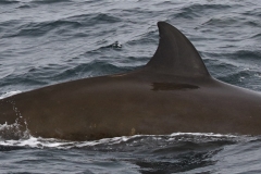 Whale ID: 0357,  Date taken: 15-06-2016,  Photographer: Naomi Boon