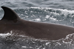 Whale ID: 0358,  Date taken: 15-06-2016,  Photographer: Naomi Boon