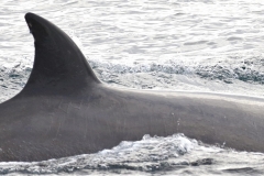 Whale ID: 0361,  Date taken: 16-06-2016,  Photographer: Eilidh Siegal