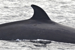 Whale ID: 0362,  Date taken: 16-06-2016,  Photographer: Eilidh Siegal