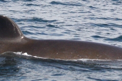Whale ID: 0367,  Date taken: 16-06-2016,  Photographer: Lars Kleivane & Rune R. Hansen