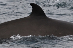 Whale ID: 0364,  Date taken: 16-06-2016,  Photographer: Eilidh Siegal