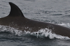 Whale ID: 0365,  Date taken: 16-06-2016,  Photographer: Eilidh Siegal