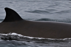 Whale ID: 0369,  Date taken: 18-06-2016,  Photographer: Eilidh Siegal