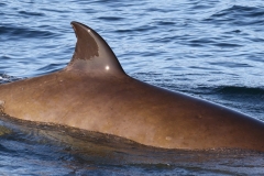 Whale ID: 0381,  Date taken: 21-06-2016,  Photographer: Eilidh Siegal