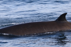 Whale ID: 0209,  Date taken: 21-06-2016,  Photographer: Eilidh Siegal