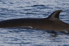Whale ID: 0213,  Date taken: 21-06-2016,  Photographer: Eilidh Siegal