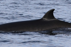 Whale ID: 0202,  Date taken: 21-06-2016,  Photographer: Eilidh Siegal