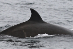 Whale ID: 0378,  Date taken: 21-06-2016,  Photographer: Eilidh Siegal