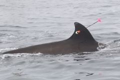 Whale ID: 0384,  Date taken: 21-06-2016,  Photographer: Lars Kleivane & Rune R. Hansen