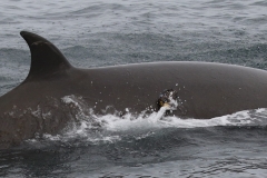 Whale ID: 0383,  Date taken: 21-06-2016,  Photographer: Eilidh Siegal