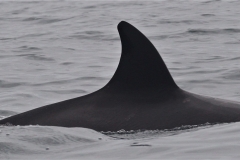 Whale ID: 0385,  Date taken: 21-06-2016,  Photographer: Lars Kleivane & Rune R. Hansen