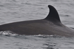 Whale ID: 0379,  Date taken: 21-06-2016,  Photographer: Lars Kleivane & Rune R. Hansen