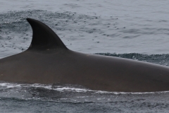 Whale ID: 0373,  Date taken: 21-06-2016,  Photographer: Naomi Boon