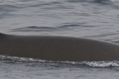 Whale ID: 0390,  Date taken: 25-06-2016,  Photographer: Naomi Boon