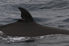 Whale ID: 0250,  Date taken: 25-06-2016,  Photographer: Naomi Boon