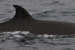 Whale ID: 0391,  Date taken: 25-06-2016,  Photographer: Naomi Boon