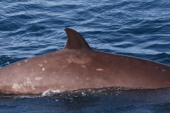 Whale ID: 0227,  Date taken: 09-09-2017,  Photographer: Marie Petitguyot