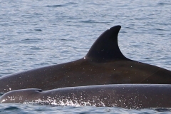 Whale ID: 0232,  Date taken: 02-07-2018,  Photographer: Iñaki Aizpurua Quiroga