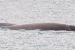 Whale ID: 0230,  Date taken: 21-07-2018,  Photographer: Loes de Heus