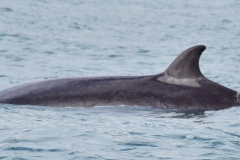 Whale ID: 0225,  Date taken: 25-07-2018,  Photographer: Nacho Oria