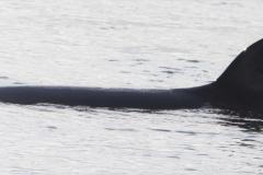 Whale ID: 0228,  Date taken: 09-08-2018,  Photographer: Eðvald Daníelsson