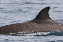 Whale ID: 0231,  Date taken: 09-09-2018,  Photographer: Mási