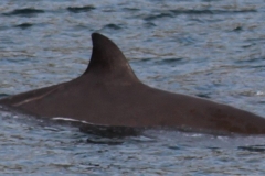 Whale ID: 0229,  Date taken: 17-09-2019,  Photographer: Turid Vestergaard